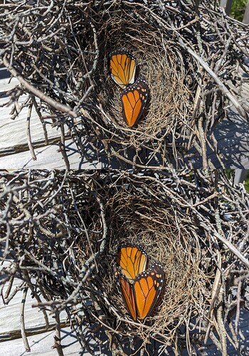 Monarch-Butterfly-wings-nest