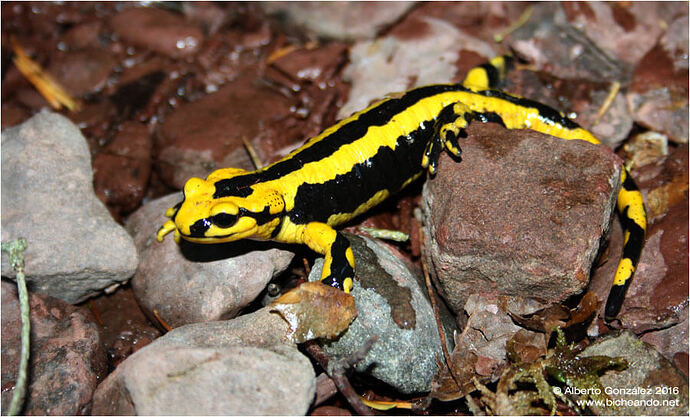 salamandra-fastuosa-salamandras-de-la-peninsula-iberica
